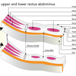 Cross-sections of upper and lower rectus abdominus