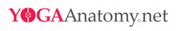 YogaAnatomy.net logo