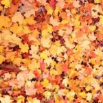 autumn leaves on the ground